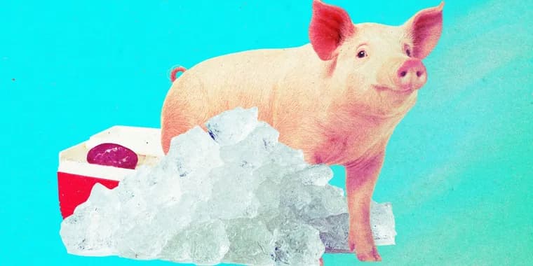 Учёные Миннесотского университета вернули к работе свиные почки после хранения при −150 °C